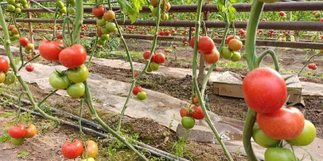 Kaplıca suyuyla en doğal üretim: Kütahya’dan çıkıyor, pazarların gözdesi oluyor 2